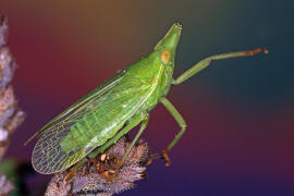 Dictyophara europaea / Europischer Laternentrger / Dictyopharidae / Unterordnung: Spitzkopfzikaden - Fulgoromorpha