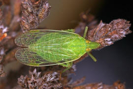 Dictyophara europaea / Europischer Laternentrger / Dictyopharidae / Unterordnung: Spitzkopfzikaden - Fulgoromorpha