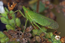 Dictyophara europaea / Europischer Laternentrger / Dictyopharidae / Unterordnung: Spitzkopfzikaden - Fulgoromorpha