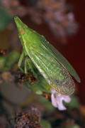 Dictyophara europaea / Europischer Laternentrger / Dictyopharidae / Unterordnung: Spitzkopfzikaden - Fulgoromorpha