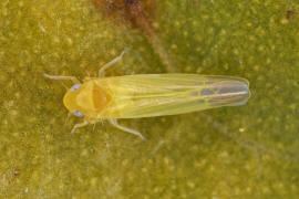 Edwardsiana flavescens / Gelbe Laubzikade / Zwergzikaden - Cicadellidae / Blattzikaden - Typhlocybinae / Unterordnung: Rundkopfzikaden - Cicadomorpha