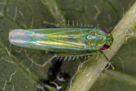 Empoasca vitis / Grne Rebzikade / Zwergzikaden - Cicadellidae / Blattzikaden - Typhlocybinae / Unterordnung: Rundkopfzikaden - Cicadomorpha