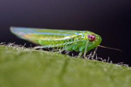 Empoasca vitis / Grne Rebzikade / Zwergzikaden - Cicadellidae / Blattzikaden - Typhlocybinae / Unterordnung: Rundkopfzikaden - Cicadomorpha