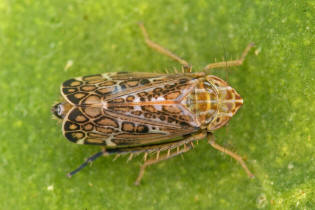 Errastunus ocellaris / Bunte Graszirpe / Deltocephalinae - Zirpen / Unterordnung: Cicadellidae - Zwergzikaden