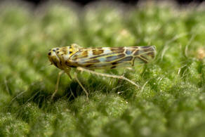 Eupteryx melissae / Kruter-Blattzikade / Zwergzikaden - Cicadellidae / Blattzikaden - Typhlocybinae / Unterordnung: Rundkopfzikaden - Cicadomorpha