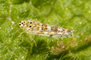 Eupteryx melissae / Kruter-Blattzikade / Zwergzikaden - Cicadellidae / Blattzikaden - Typhlocybinae / Unterordnung: Rundkopfzikaden - Cicadomorpha