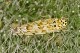 Eupteryx melissae / Kruter-Blattzikade / Zwergzikaden - Cicadellidae / Blattzikaden - Typhlocybinae / Unterordnung: Rundkopfzikaden - Cicadomorpha