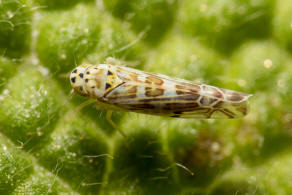 Eupteryx melissae / Kruter-Blattzikade / Zwergzikaden - Cicadellidae / Blattzikaden - Typhlocybinae / Unterordnung: Rundkopfzikaden - Cicadomorpha