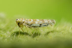 Eupteryx melissae / Kruter-Blattzikade / Zwergzikaden - Cicadellidae / Blattzikaden - Typhlocybinae / Unterordnung: Rundkopfzikaden - Cicadomorpha