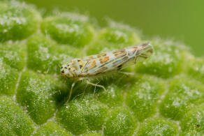 Eupteryx melissae / Kruter-Blattzikade / Zwergzikaden - Cicadellidae / Blattzikaden - Typhlocybinae / Unterordnung: Rundkopfzikaden - Cicadomorpha