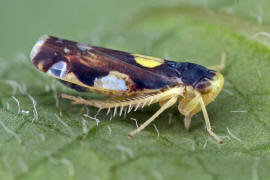 Eupteryx notata / Triften-Blattzikade / Zwergzikaden - Cicadellidae / Blattzikaden - Typhlocybinae / Unterordnung: Rundkopfzikaden - Cicadomorpha