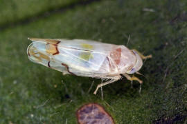 Eurhadina concinna / Blasse Elfenzikade / Zwergzikaden - Cicadellidae / Blattzikaden - Typhlocybinae / Unterordnung: Rundkopfzikaden - Cicadomorpha