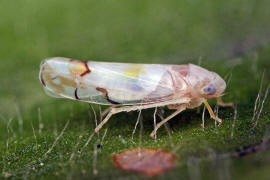 Eurhadina concinna / Blasse Elfenzikade / Zwergzikaden - Cicadellidae / Blattzikaden - Typhlocybinae / Unterordnung: Rundkopfzikaden - Cicadomorpha