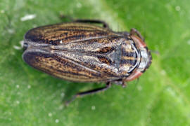 Euscelis incisus / Wiesenkleezirpe / Zwergzikaden - Cicadellidae / Zirpen - Deltocephalinae / Unterordnung: Rundkopfzikaden - Cicadomorpha