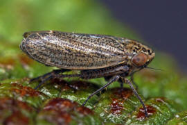 Euscelis incisus / Wiesenkleezirpe / Zwergzikaden - Cicadellidae / Zirpen - Deltocephalinae / Unterordnung: Rundkopfzikaden - Cicadomorpha