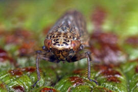 Euscelis incisus / Wiesenkleezirpe / Zwergzikaden - Cicadellidae / Zirpen - Deltocephalinae / Unterordnung: Rundkopfzikaden - Cicadomorpha