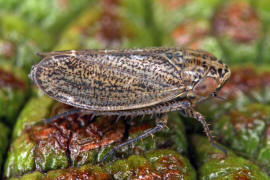 Euscelis incisus / Wiesenkleezirpe / Zwergzikaden - Cicadellidae / Zirpen - Deltocephalinae / Unterordnung: Rundkopfzikaden - Cicadomorpha