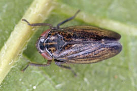 Euscelis incisus / Wiesenkleezirpe / Zwergzikaden - Cicadellidae / Zirpen - Deltocephalinae / Unterordnung: Rundkopfzikaden - Cicadomorpha