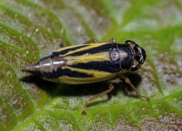 Evacanthus interruptus / Wiesenschmuckzikade / Zwergzikaden - Cicadellidae / Unterordnung: Rundkopfzikaden - Cicadomorpha