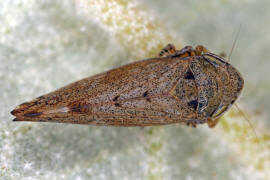 Fieberiella florii / Sdliche Strauchzirpe / Deltocephalinae - Zirpen / Unterordnung: Cicadellidae - Zwergzikaden