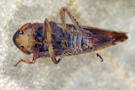 Fieberiella florii / Sdliche Strauchzirpe / Deltocephalinae - Zirpen / Unterordnung: Cicadellidae - Zwergzikaden