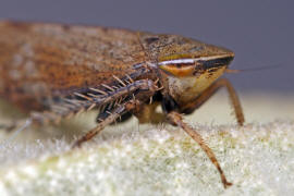Fieberiella florii / Sdliche Strauchzirpe / Deltocephalinae - Zirpen / Unterordnung: Cicadellidae - Zwergzikaden