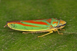 Rhododendronzikade / Graphocephala fennahi / Zwergzikaden - Cicadellidae / Unterordnung: Rundkopfzikaden - Cicadomorpha