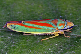 Rhododendronzikade / Graphocephala fennahi / Zwergzikaden - Cicadellidae / Unterordnung: Rundkopfzikaden - Cicadomorpha