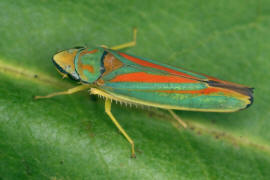 Rhododendronzikade / Graphocephala fennahi / Zwergzikaden - Cicadellidae / Unterordnung: Rundkopfzikaden - Cicadomorpha