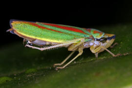 Rhododendronzikade / Graphocephala fennahi / Zwergzikaden - Cicadellidae / Unterordnung: Rundkopfzikaden - Cicadomorpha