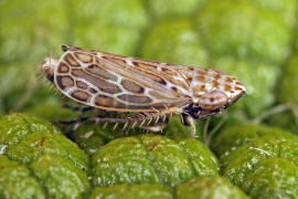 Jassargus obtusivalvis / Mainzer-Spitzkopf-Zirpe / Schmielen-Spitzkopf-Zirpe / Deltocephalinae - Zirpen / Unterordnung: Cicadellidae - Zwergzikaden