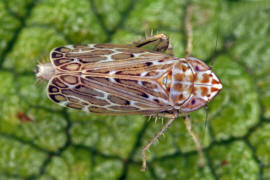 Jassargus obtusivalvis / Mainzer-Spitzkopf-Zirpe / Schmielen-Spitzkopf-Zirpe / Deltocephalinae - Zirpen / Unterordnung: Cicadellidae - Zwergzikaden