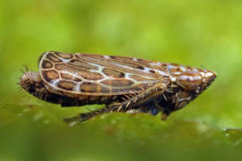 Jassargus obtusivalvis / Mainzer-Spitzkopf-Zirpe / Schmielen-Spitzkopf-Zirpe / Deltocephalinae - Zirpen / Unterordnung: Cicadellidae - Zwergzikaden