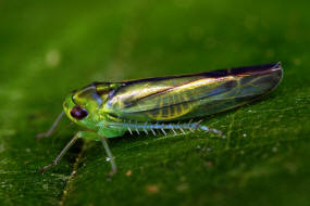 Kybos lindbergi / Gemeine Birken-Wrfelzikade / Zwergzikaden - Cicadellidae / Blattzikaden - Typhlocybinae / Unterordnung: Rundkopfzikaden - Cicadomorpha