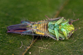 Kybos lindbergi / Gemeine Birken-Wrfelzikade / Zwergzikaden - Cicadellidae / Blattzikaden - Typhlocybinae / Unterordnung: Rundkopfzikaden - Cicadomorpha