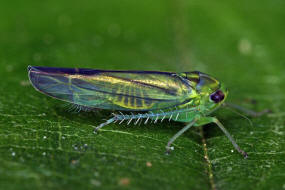 Kybos lindbergi / Gemeine Birken-Wrfelzikade / Zwergzikaden - Cicadellidae / Blattzikaden - Typhlocybinae / Unterordnung: Rundkopfzikaden - Cicadomorpha