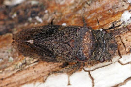 Ledra aurita / Echte Ohrzikade / Unterordnung: Rundkopfzikaden - Cicadomorpha / Familie: Zwergzikaden - Cicadellidae