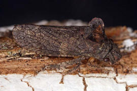 Ledra aurita / Echte Ohrzikade / Unterordnung: Rundkopfzikaden - Cicadomorpha / Familie: Zwergzikaden - Cicadellidae