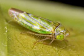 Liguropia juniperi / Zypressen-Blattzikade / Zwergzikaden - Cicadellidae / Blattzikaden - Typhlocybinae / Unterordnung: Rundkopfzikaden - Cicadomorpha