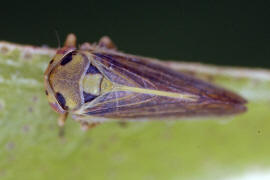 Macropsis infuscata / Salweiden-Maskenzikade / Cicadellidae - Kleinzikaden - Macropsinae - Maskenzikaden