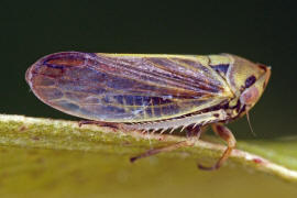 Macropsis infuscata / Salweiden-Maskenzikade / Cicadellidae - Kleinzikaden - Macropsinae - Maskenzikaden