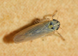 Macrosteles laevis  / Ackerwanderzirpe / Cicadellidae - Zwergzikaden - Deltocephalinae - Zirpen