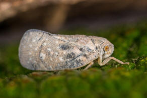 Metcalfa pruinosa / Blulingszikade / Schmetterlingszikaden - Flatidae / Unterordnung: Spitzkopfzikaden / Fulgoromorpha