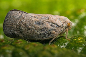 Metcalfa pruinosa / Blulingszikade / Schmetterlingszikaden - Flatidae / Unterordnung: Spitzkopfzikaden / Fulgoromorpha