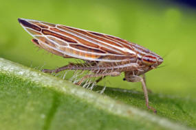 Mocydia crocea / Safranzirpe / Deltocephalinae - Zirpen / Unterordnung: Cicadellidae - Zwergzikaden