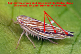 Mocydia crocea / Safranzirpe / Fotohilfe