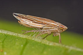 Mocydia crocea / Safranzirpe / Deltocephalinae - Zirpen / Unterordnung: Cicadellidae - Zwergzikaden