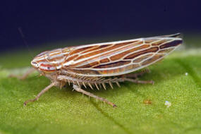 Mocydia crocea / Safranzirpe / Deltocephalinae - Zirpen / Unterordnung: Cicadellidae - Zwergzikaden