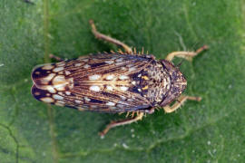 Neoaliturus fenestratus / Trauerzirpe / Zwergzikaden - Cicadellidae / Zirpen - Deltocephalinae / Unterordnung: Rundkopfzikaden - Cicadomorpha