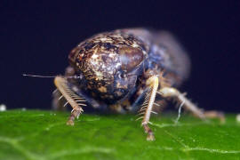 Neoaliturus fenestratus / Trauerzirpe / Zwergzikaden - Cicadellidae / Zirpen - Deltocephalinae / Unterordnung: Rundkopfzikaden - Cicadomorpha